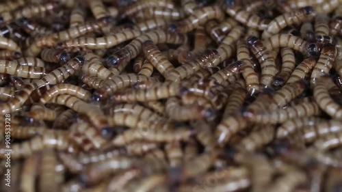 moving giant bird worms or super worms or Giant Mealworm of Zophobasmorio photo