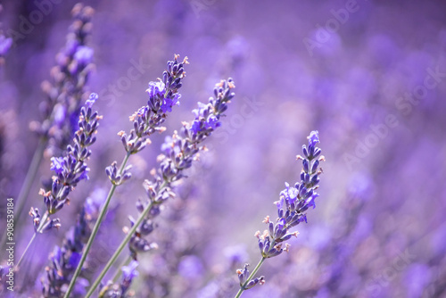 Lavender field. Purple lavender flowers. Violet floral background. Lavender field region