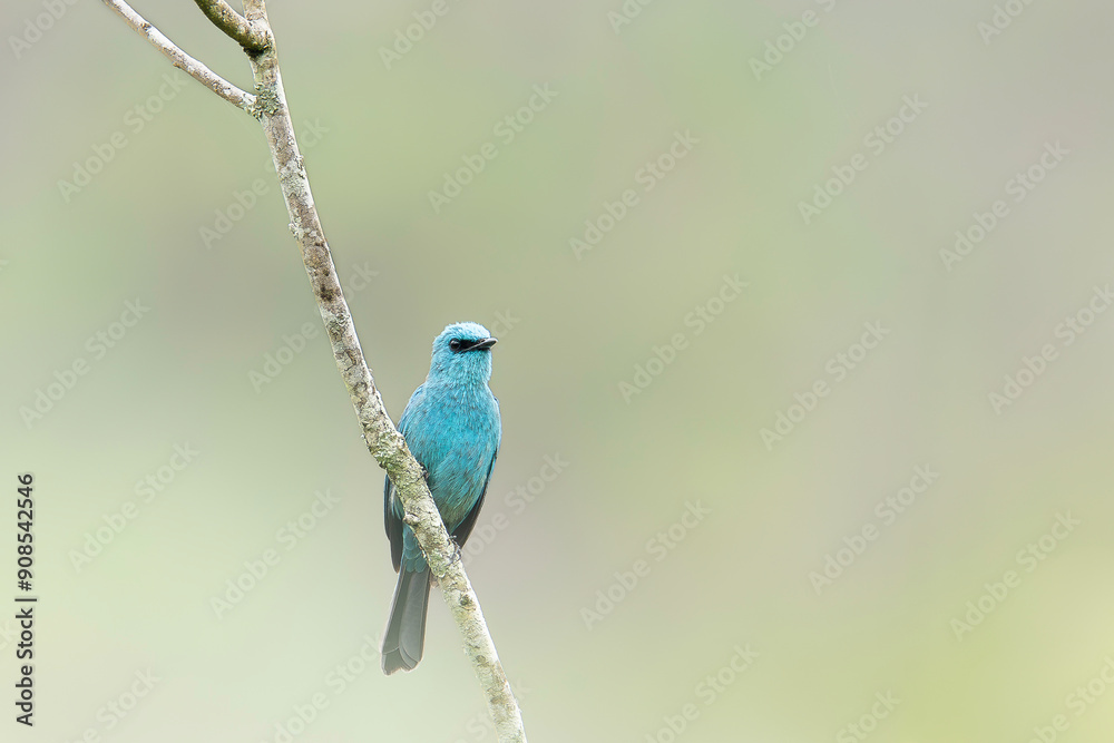 Obraz premium blue bird on a branch