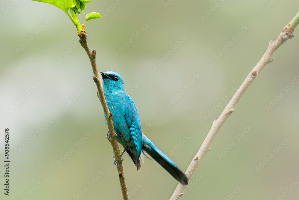 Blue flycatcher Blue flycatcher