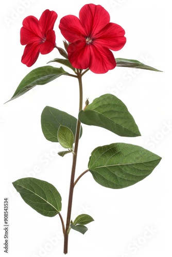 Collection of 2D and 3D Vector Flat Abstract Minimalistic Art of Flowers and Meadow Isolated on a White Background