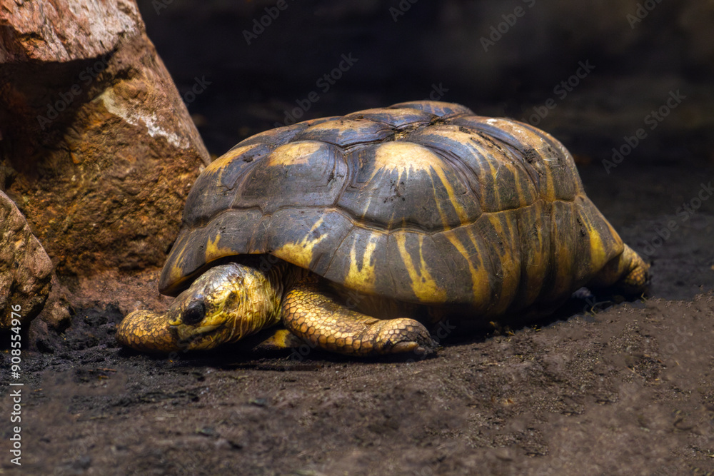 Fototapeta premium Close-Up of a Radiated Tortoise in Its Natural Habitat