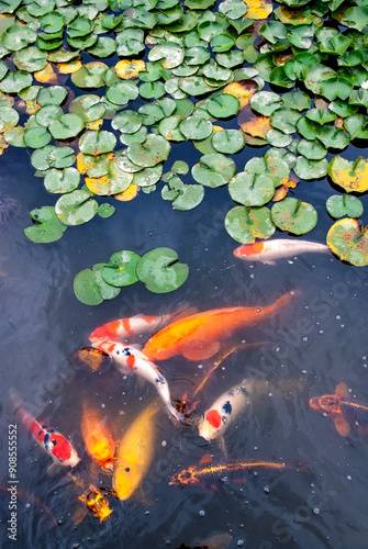 фотографія Seattle Coy Pond
