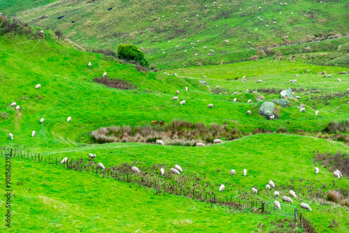 Sheep Pasture in Waikato - New Zealand photo