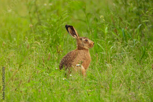 lièvre prairie faune sauvage liberté 