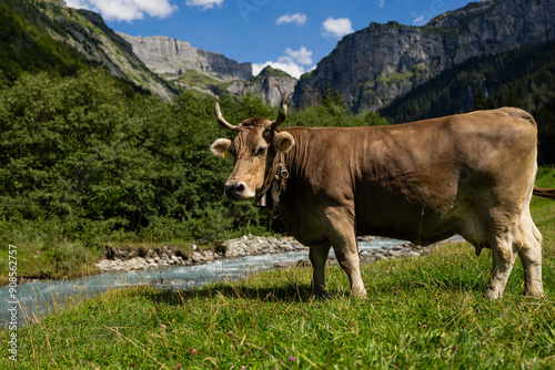 Cow in alpine meadow. Beefmaster cattle in green field. Cow in meadow. Pasture for cattle. Cow in the countryside. Cows graze on summer meadow. Rural landscapes with cows. Cows in a pasture. photo