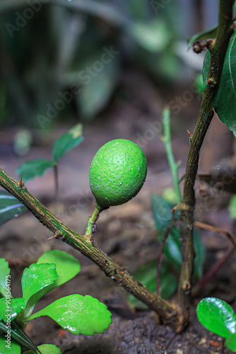 El limón está creciendo en un pequeño árbol