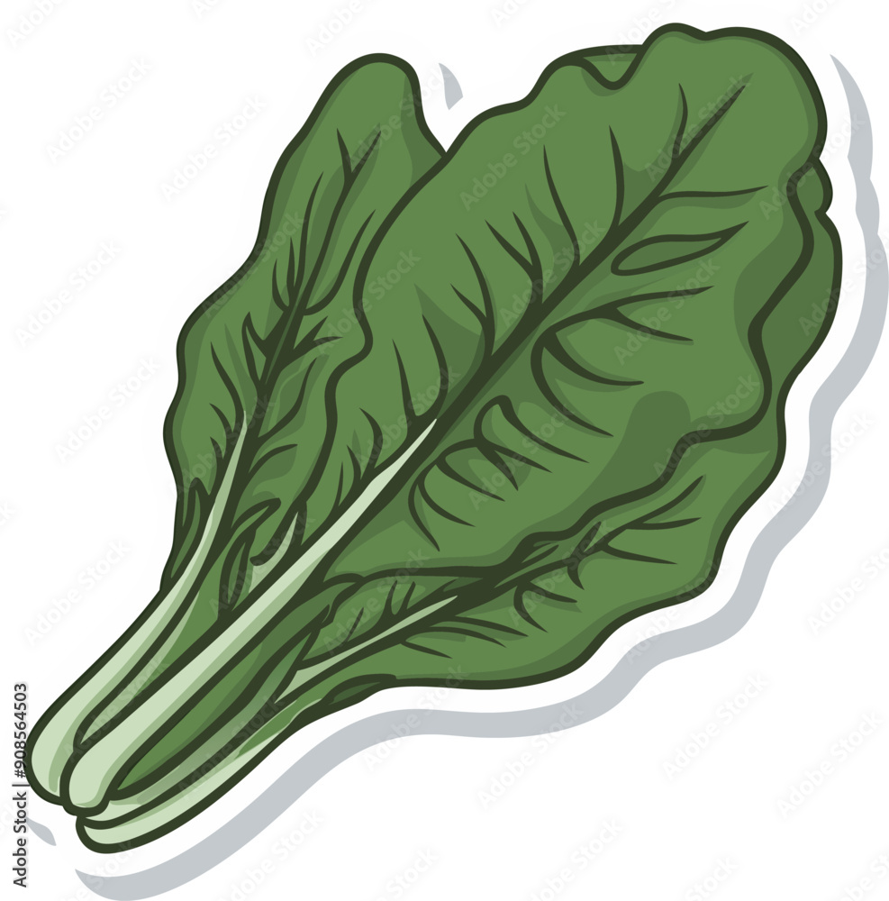Swiss Chard Vegetables Sticker vector illustration. isolated cartoon Swiss Chard, white background,Swiss Chard Icon sticker on Food nature icon concept. Swiss Chard Vegetables Sticker vector illustration. isolated cartoon Swiss Chard, white background,Swiss Chard Icon sticker on Food nature icon concept.