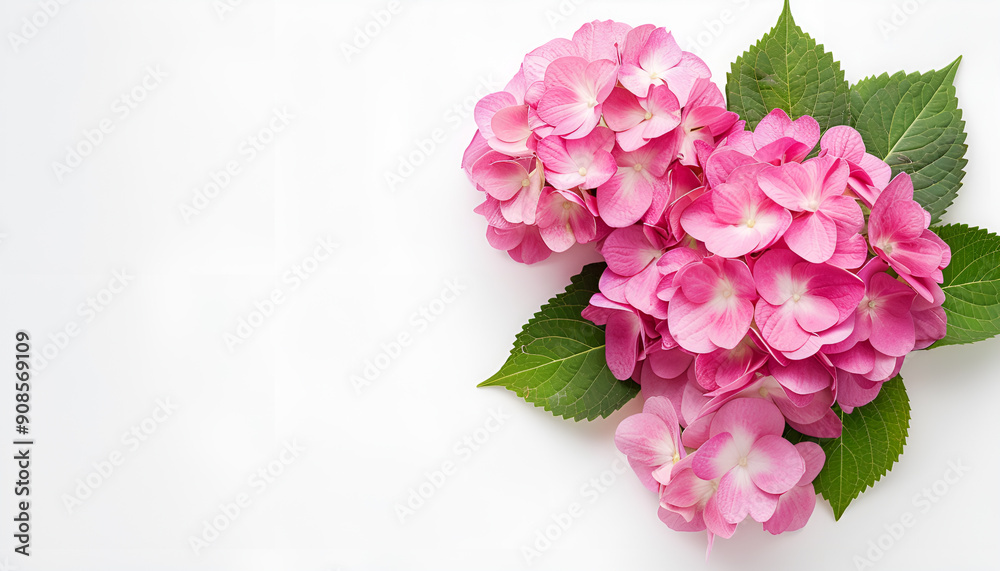 Pink Hydrangea flower isolated on white background. Top view with copy space for your text. Flat lay Pink Hydrangea flower isolated on white background. Top view with copy space for your text. Flat lay