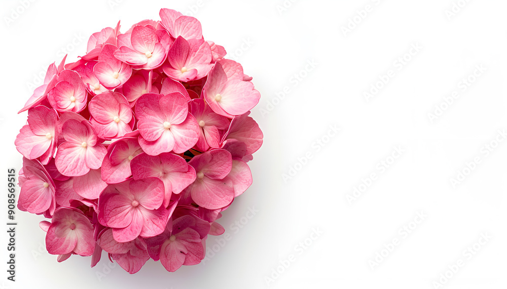 Pink Hydrangea flower isolated on white background. Top view with copy space for your text. Flat lay Pink Hydrangea flower isolated on white background. Top view with copy space for your text. Flat lay
