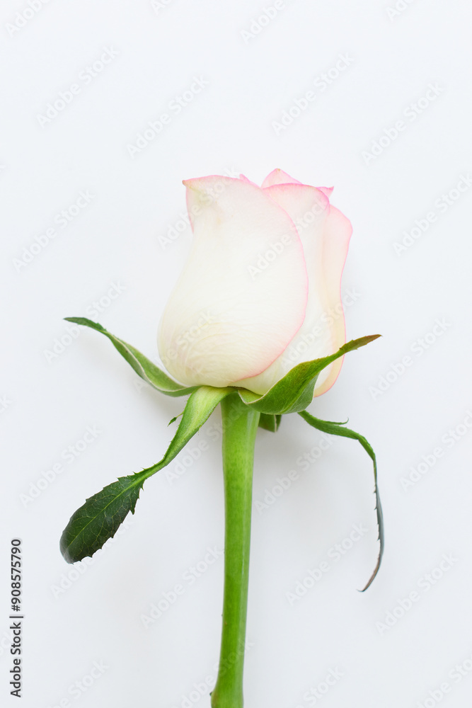 Obraz premium beautiful pink rose flower isolated on white background, valentine day