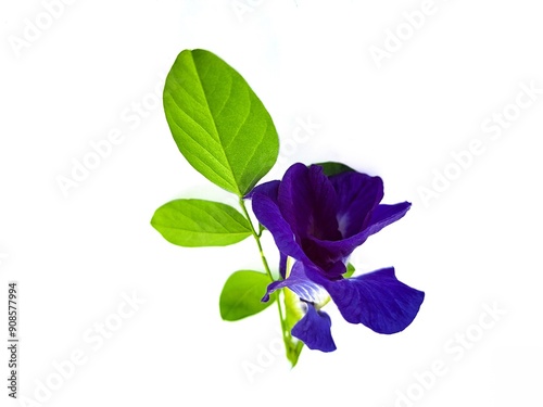 Close-up photo of butterfly pea flower on a white background. photo