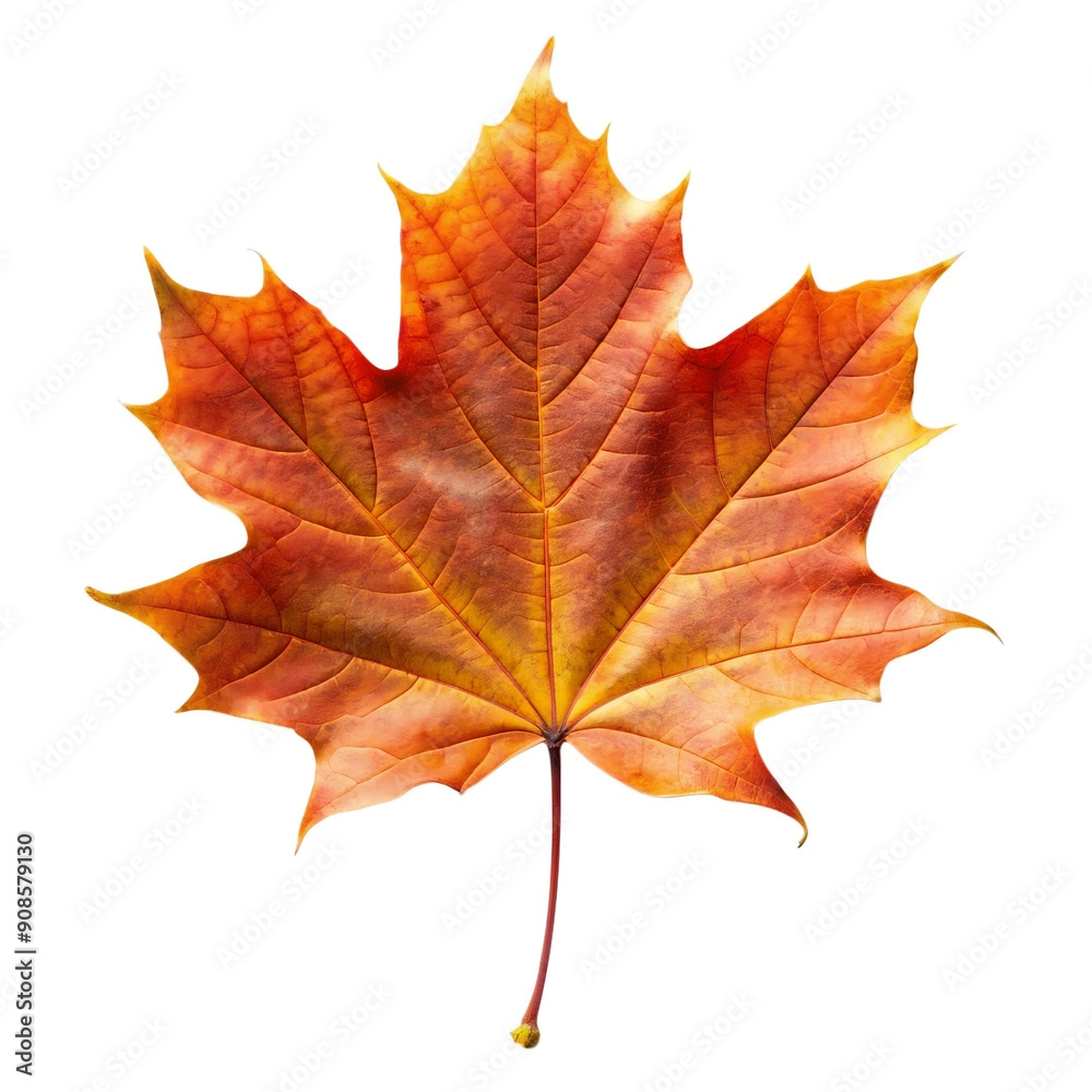autumn maple leaf autumn maple leaf