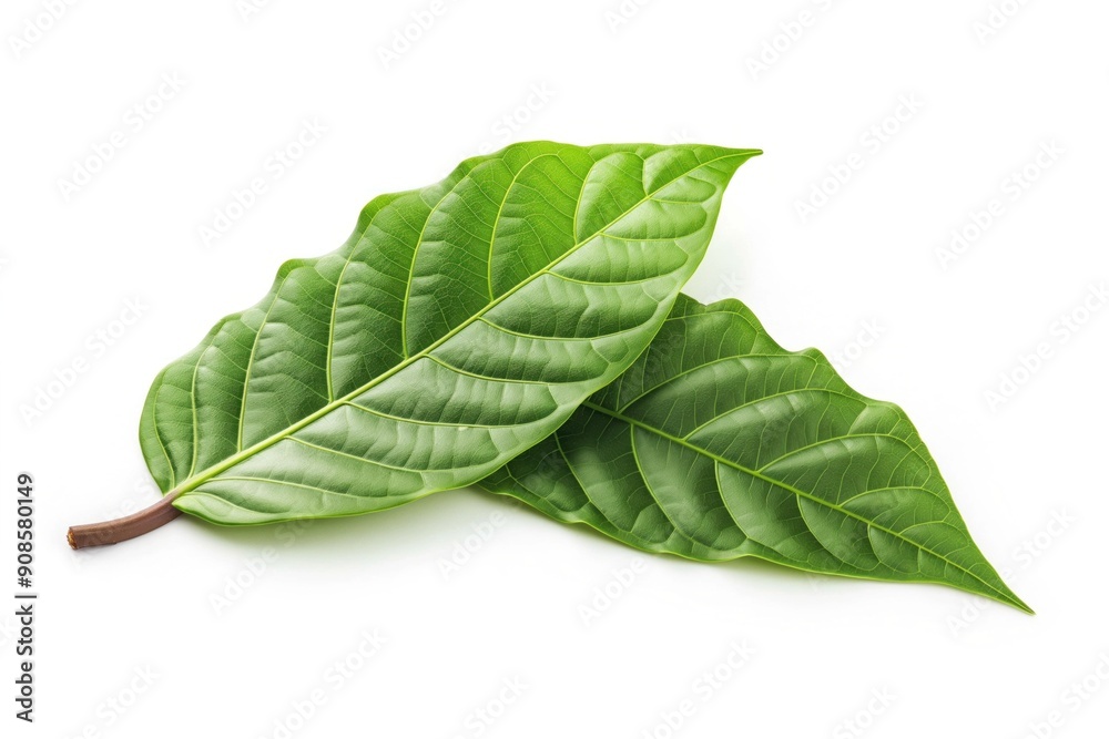 Obraz premium Large green cocoa leaf isolated on white background in close-up view. Leaf texture and veins are prominent. Fresh plant with bright green color.