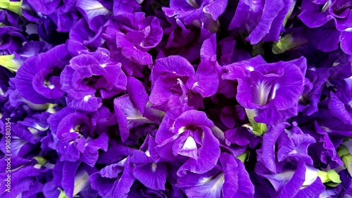 Many butterfly pea flowers on hand. natural butterfly pea flower. photo