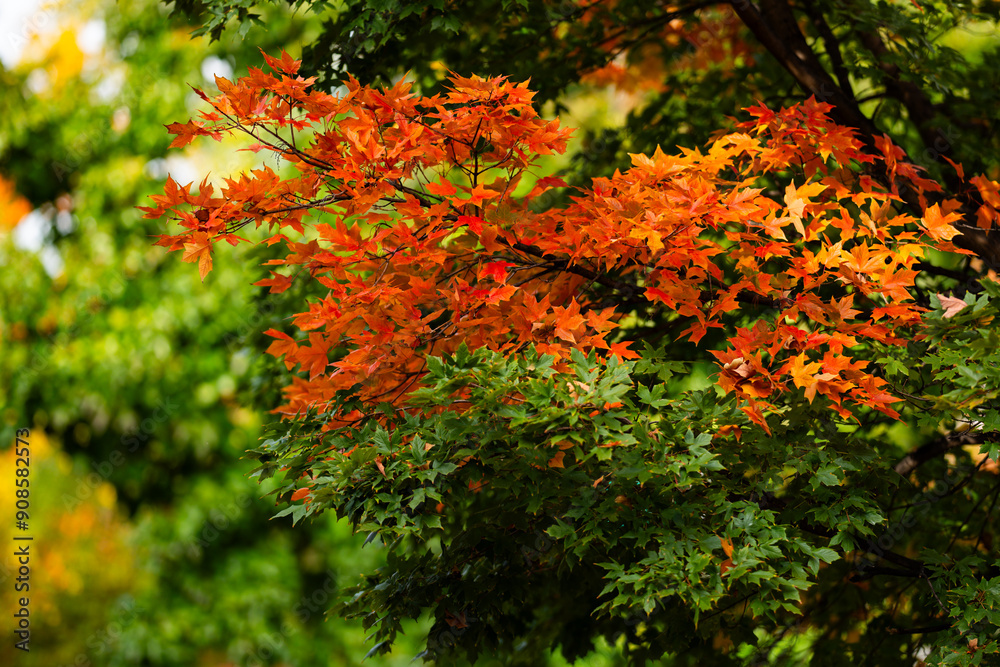 Autumn leaves of maple trees. Autumn fall leaves in sunlight. Natural autumn background. Autumnal background. Foliage, falling leaves background. Autumn leaf. Autumn leaves of maple trees. Autumn fall leaves in sunlight. Natural autumn background. Autumnal background. Foliage, falling leaves background. Autumn leaf.