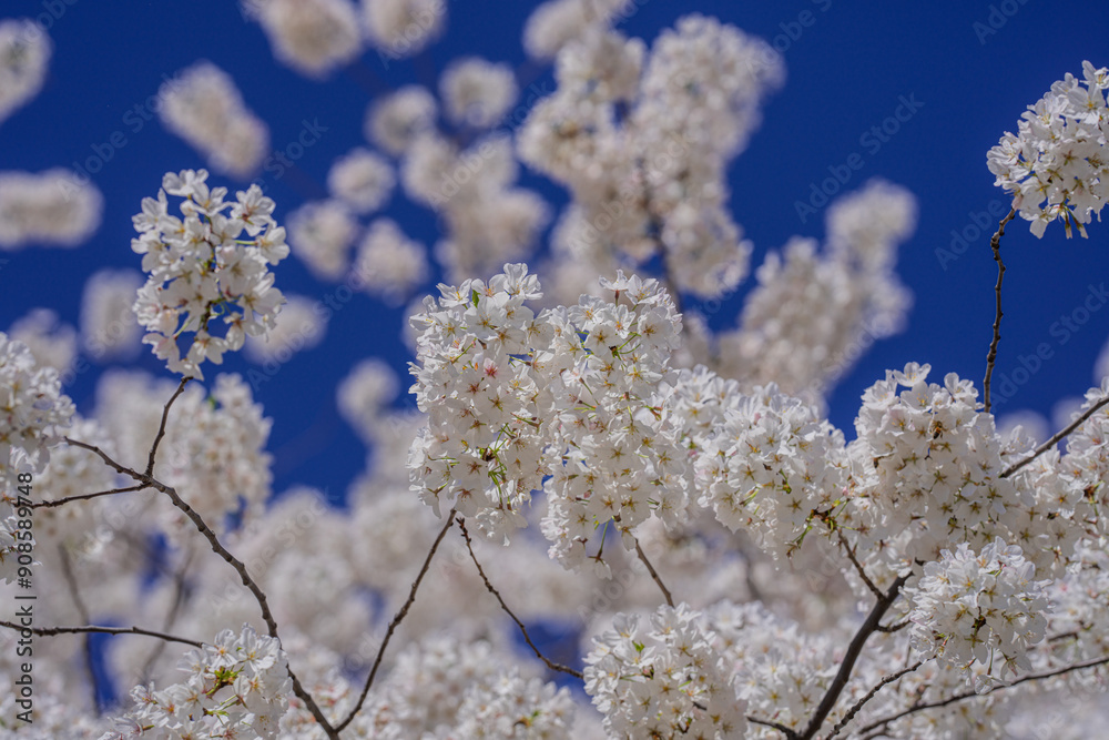 Sunny Spring Day. Spring background of branches of a blossoming tree on blue sky. Cherry blossoms trees in spring. White plum blossom, beautiful white flowers, plum branch. Bloom on branch. Sunny Spring Day. Spring background of branches of a blossoming tree on blue sky. Cherry blossoms trees in spring. White plum blossom, beautiful white flowers, plum branch. Bloom on branch.