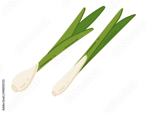 Two green onions with long green tops and white bulbs. Raw tasty vegetables for culinary or educational materials. Agriculture crop, vector illustration isolated on white background