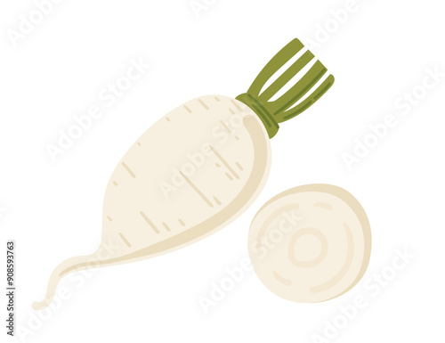 Fresh tasty white daikon with green tops. Radish organic food, agriculture crop. Whole and slice root vegetable. Vector illustration isolated on white background