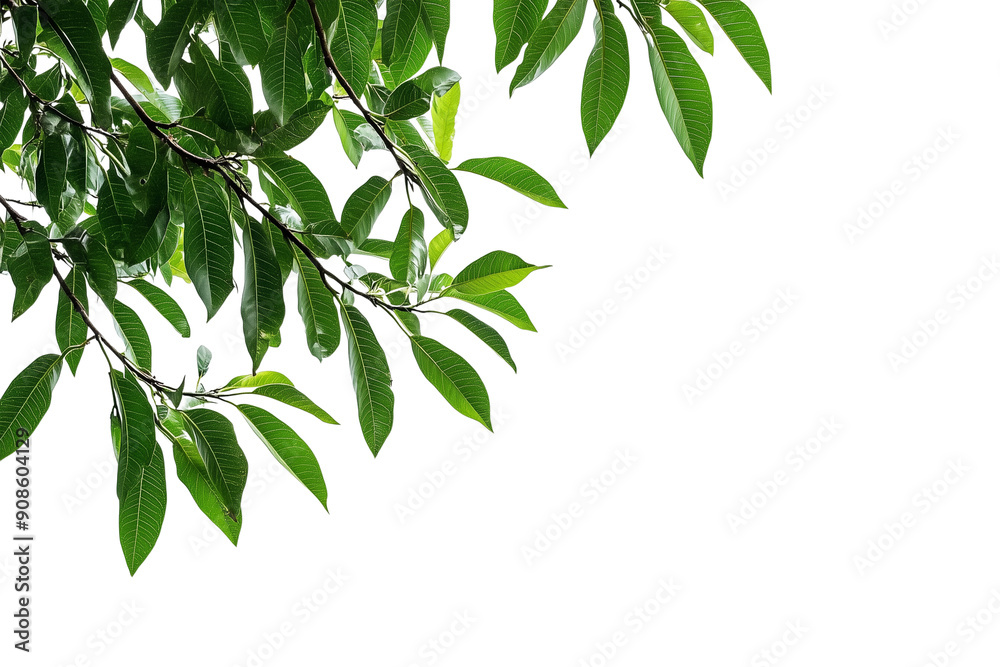 Obraz premium Tree branches on corner border, lush green tropical foliage isolate on white background