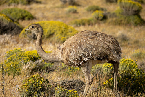 Fotografija Darwin's rhea or the lesser rhea (Rhea pennata) in the wild, Torres del Paine National Park, Chile