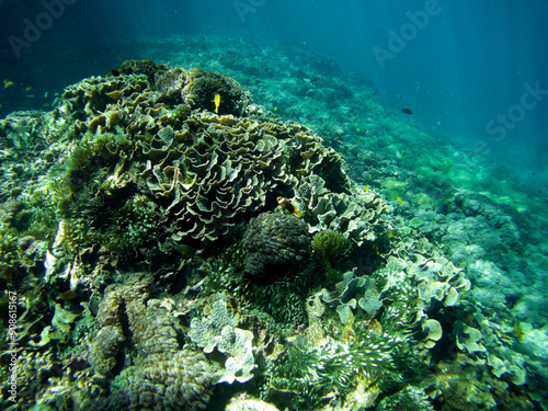 Coral bleaching and marine life near Nusa Penida, Bali, diverse coral species, including Acropora and Pocillopora