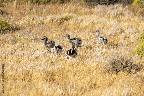 Darwin's rhea or the lesser rhea (Rhea pennata) in the wild, Torres del Paine National Park, Chile.