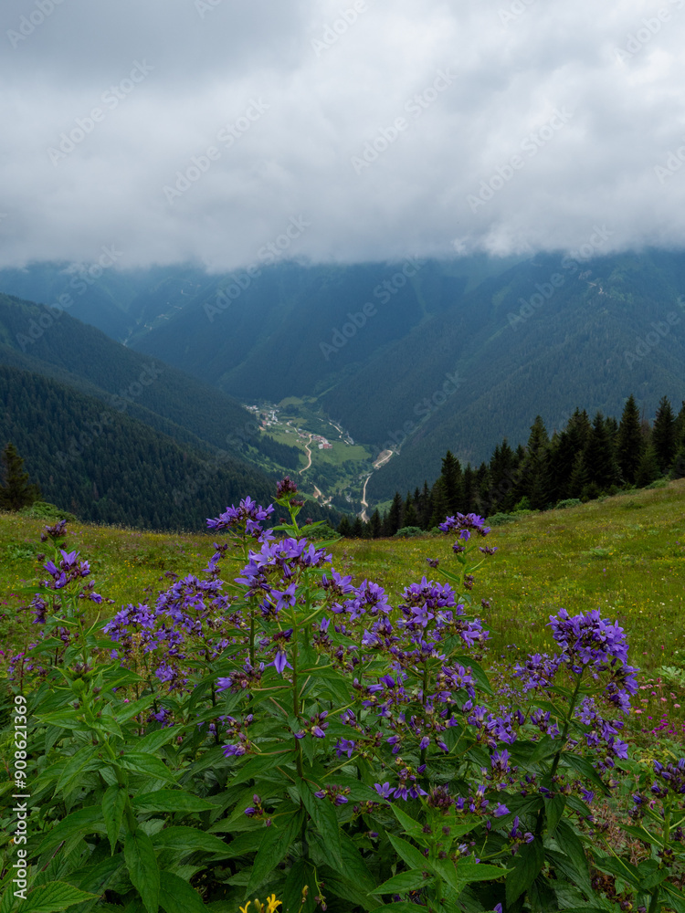Fototapeta premium flowers in the mountains