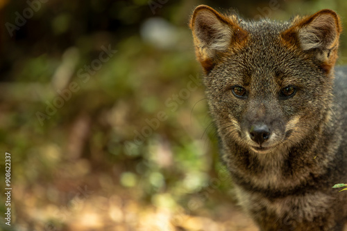 Darwins Fox (Lycalopex fulvipes) also known as Zorro chilote. Chiloé, Chile.