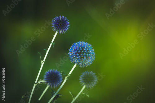 Garden summer theme - Globe thistle Echinops ritro amazing blue flowers Floral Pattern for Nature-Themed Decoration, Vibrant blue balls for Garden-Inspired Wallpaper or Desktop Background photo