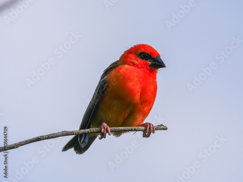 фотографія Vibrant red bird perching on leafless branch