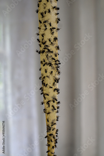 Sticky tape is covered in flies