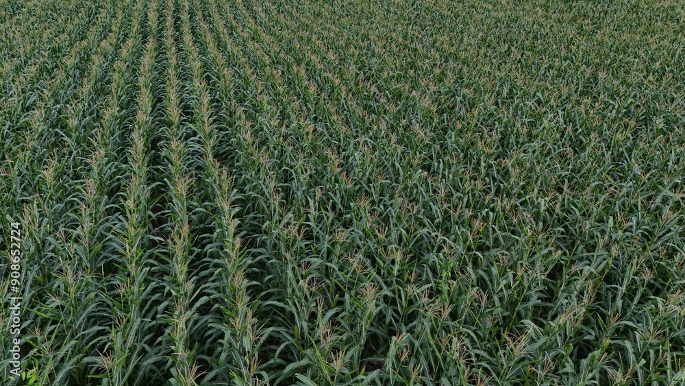 Corn field of green corn stalks and tassels, aerial drone photo above corn plants. High quality photo Corn field of green corn stalks and tassels, aerial drone photo above corn plants. High quality photo