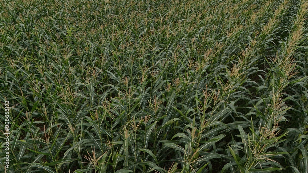Obraz premium Corn field of green corn stalks and tassels, aerial drone photo above corn plants. High quality photo