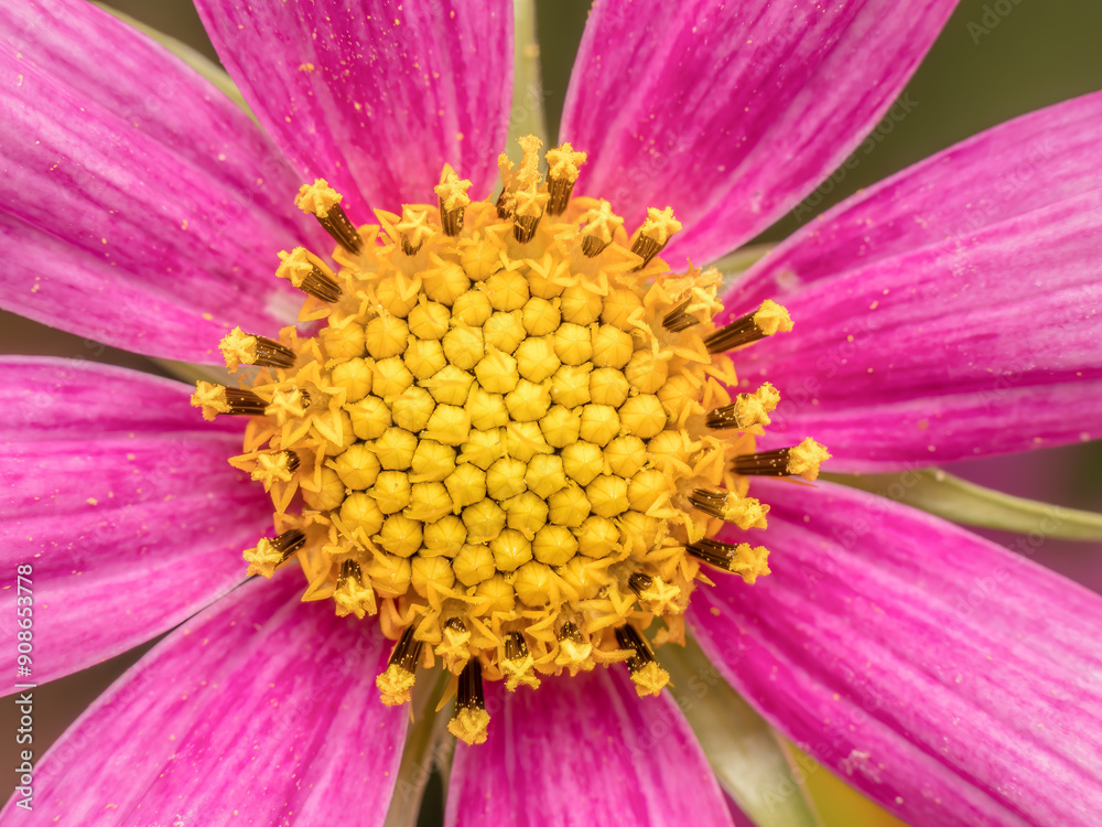 Closeup of pink cosmos flower head Closeup of pink cosmos flower head