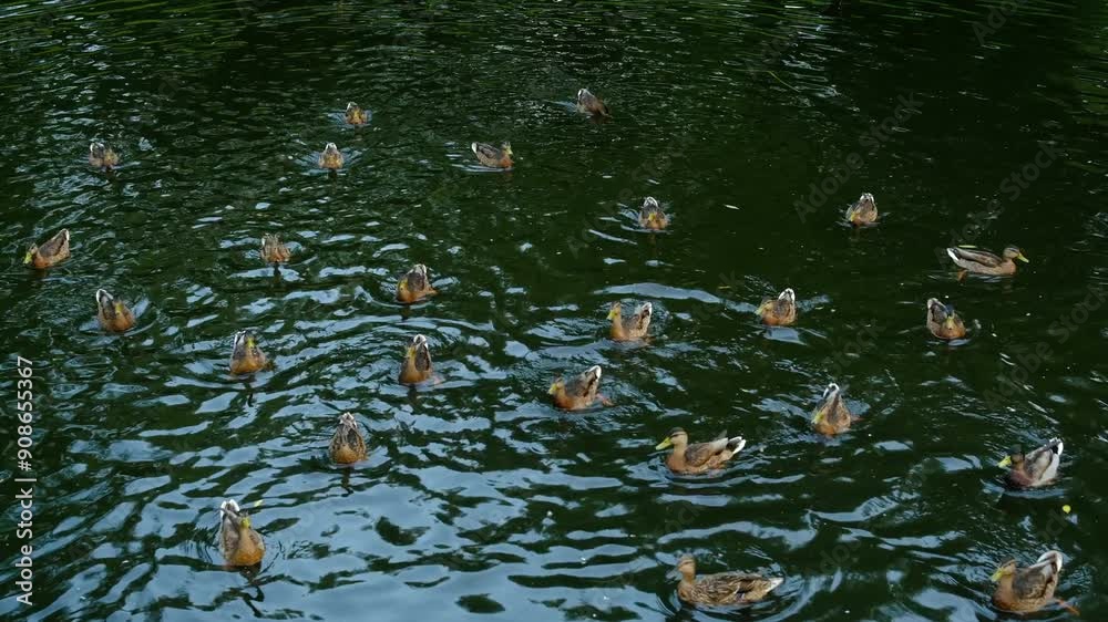 ducks in water swimming in pond, mallards, feeding wild ducks. nature in the city park ducks in water swimming in pond, mallards, feeding wild ducks. nature in the city park