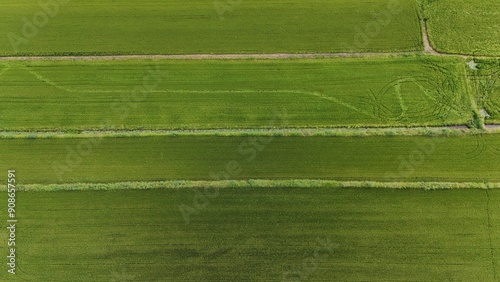 Green rice Fileds aerial view Thailand countryside	 photo