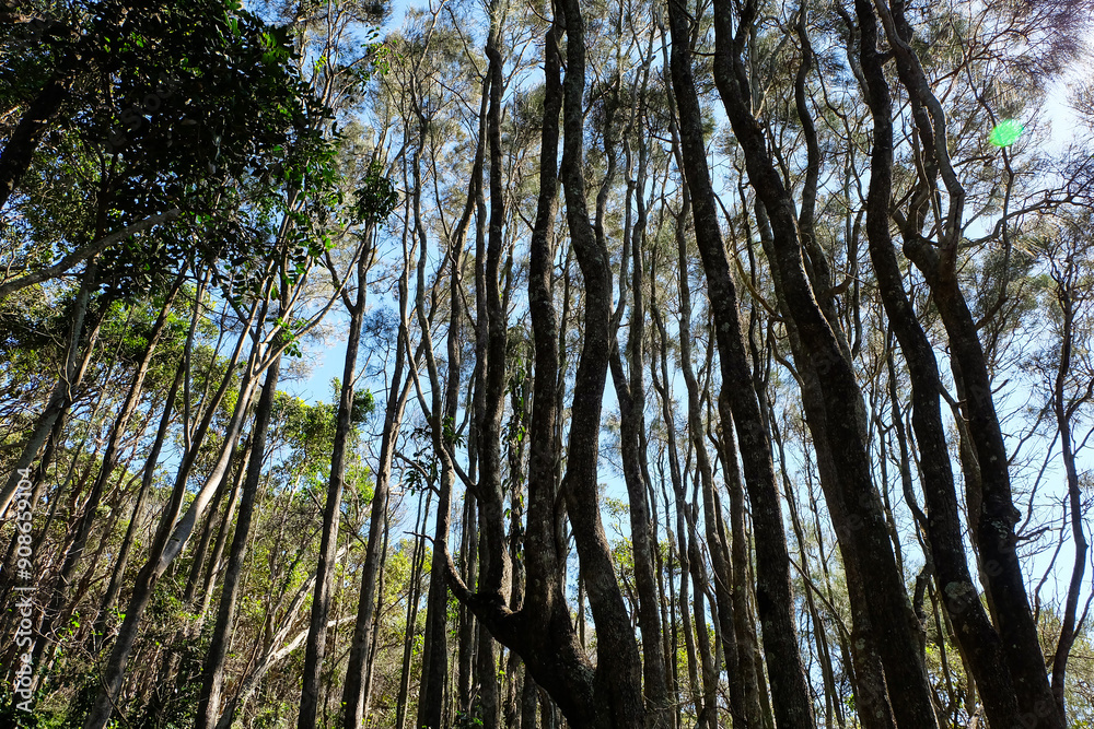 Fototapeta premium Noosa National Park, Coastal Walk, hike along the stunning blue sea and ocean on a beautiful sunny blue sky day, Sunshine Coast, Australia 