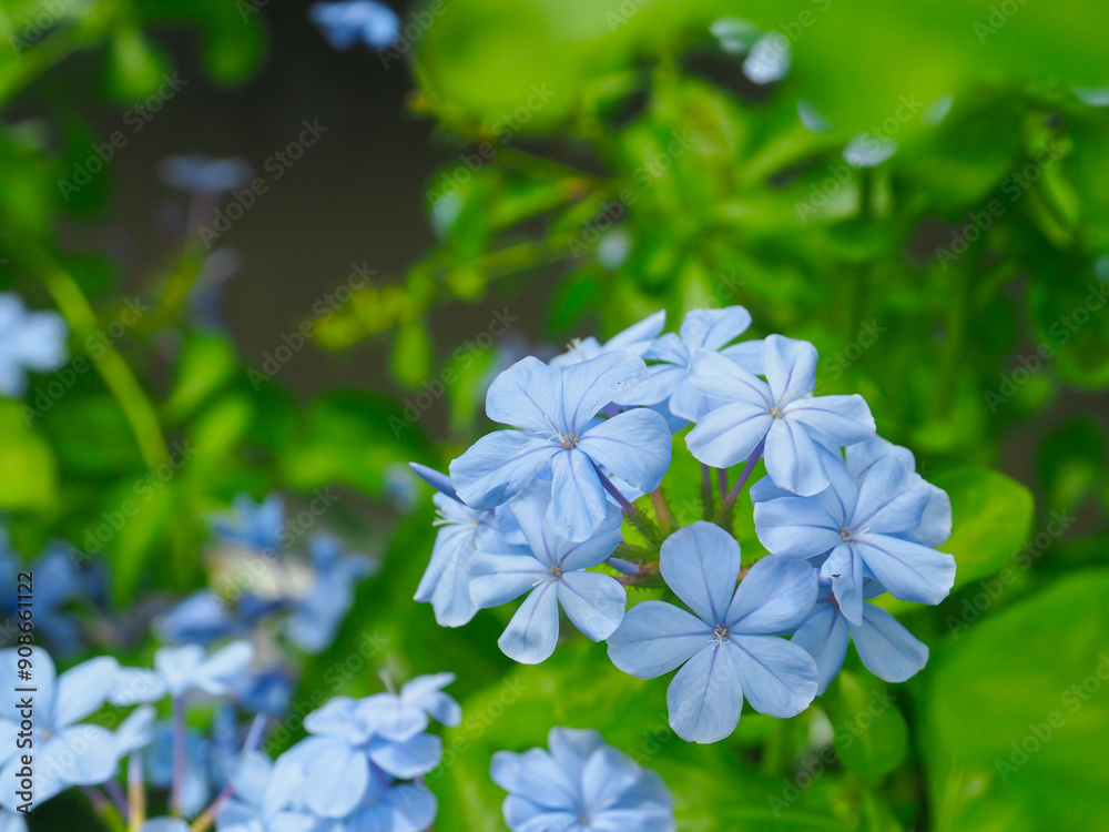 Beautiful purple cape leadwort flowers in the garden. Beautiful purple cape leadwort flowers in the garden.