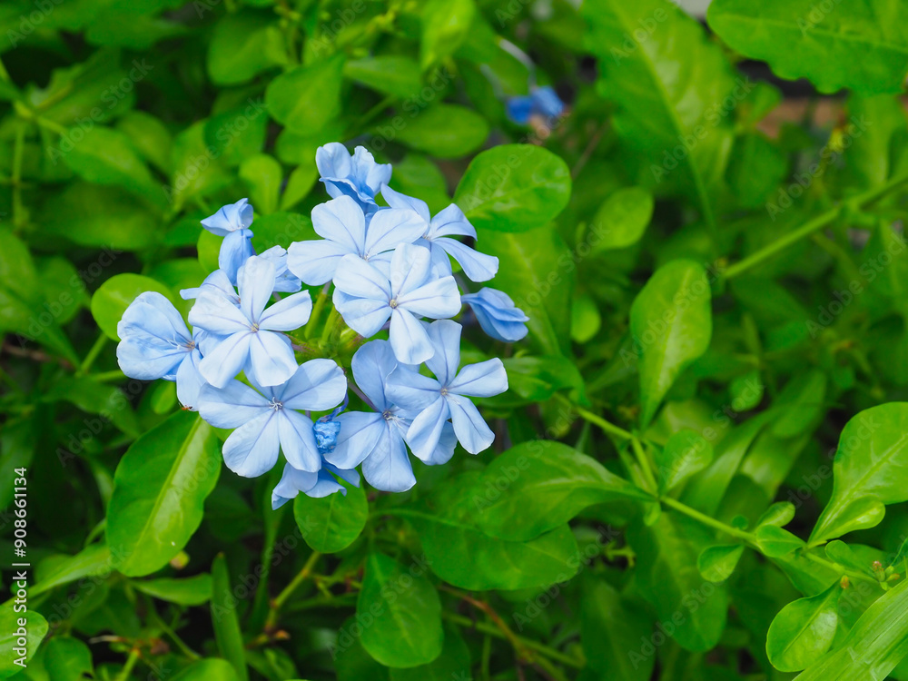 Beautiful purple cape leadwort flowers in the garden. Beautiful purple cape leadwort flowers in the garden.