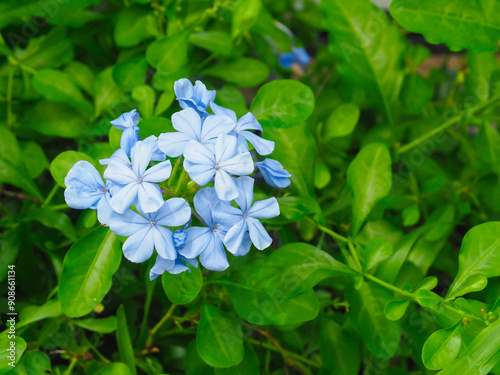 Beautiful purple cape leadwort flowers in the garden. photo