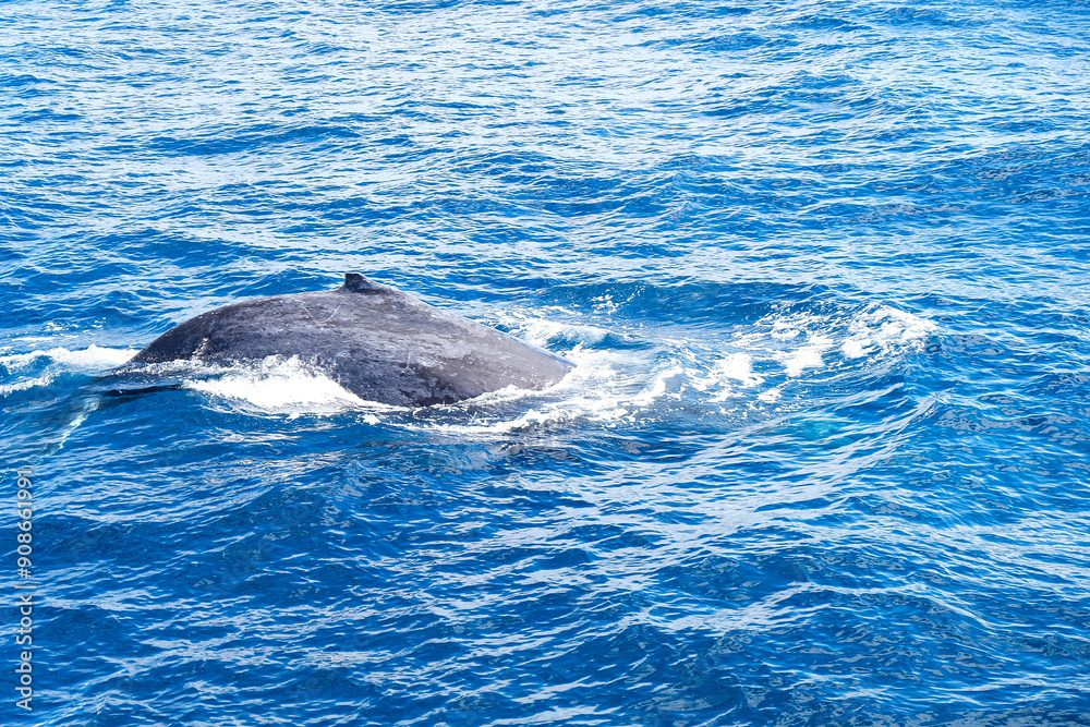 Fototapeta premium Whale watching, Humpback with Sea World tour Gold Coast, Surfer Paradise, Australia 