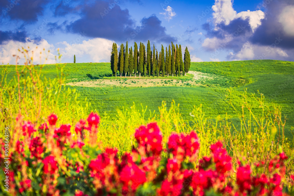 Val d'Orcia, Tuscany. Circle of Cypresses in San Quirico d'Orcia, beautiful spring tuscan landscape in Italy.