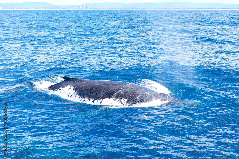 Fototapeta premium Whale watching, Humpback, Gold Coast, Surfer Paradise, Australia