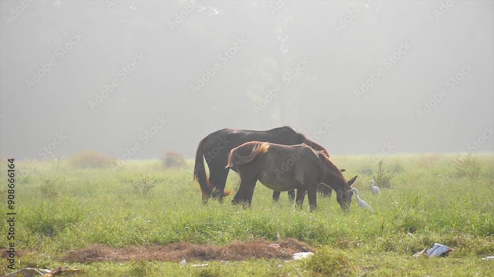 Horses in the foggy winter morning grazing at Kolkata Maidan.
