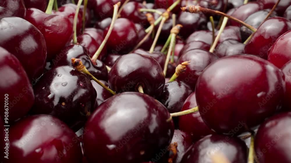Pile of fresh ripe cherries. Berries are perfectly ripe and ready to be eaten. Footage highlighting texture and color of cherries. Healthy nutrition. Macro shot in 4K, UHD