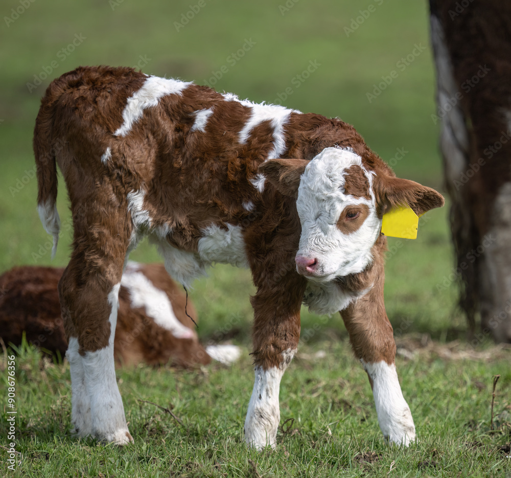 Simmental calf standing on the meadow. Auckland. Simmental calf standing on the meadow. Auckland.