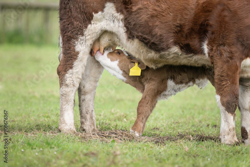 Simmental calf sucking milk from mother cow. Auckland.