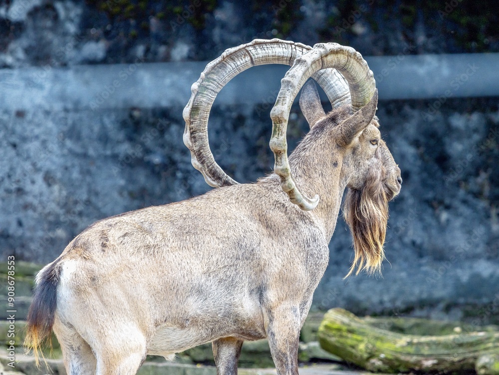 Portrait photo shot of an impressive ibex