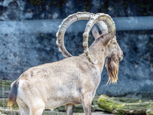 Obraz na płótnie
Portrait photo shot of an impressive ibex w salonie